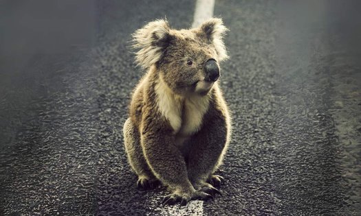 image of Save Koalas: Reduce the Speed Limit